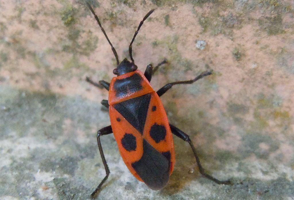 Pyrrhocoris apterus? S